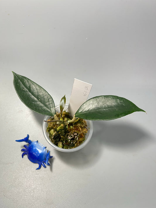 Hoya sp UT-039 - active growth