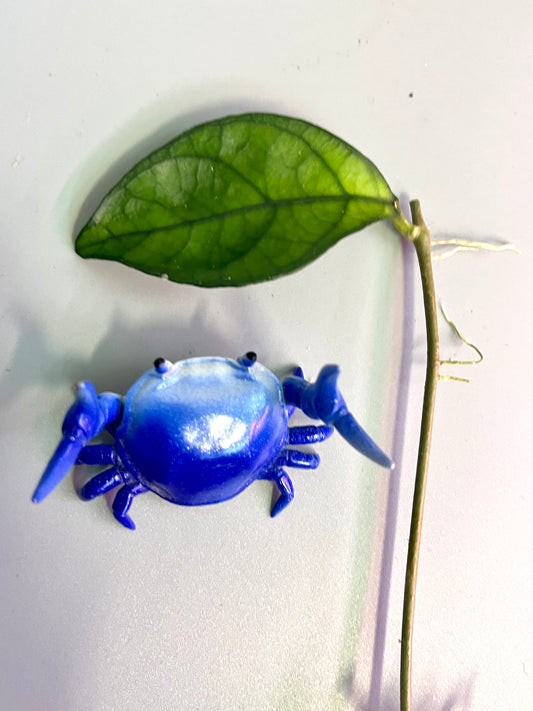 Hoya hainanensis - Unrooted