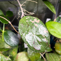 Hoya ‘Michele’ - fresh cutting 1 leaf - unrooted