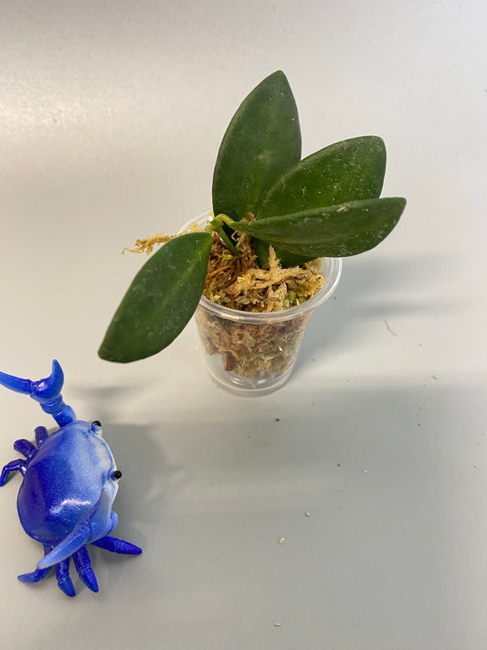 Hoya burtoniae - Unrooted free add on