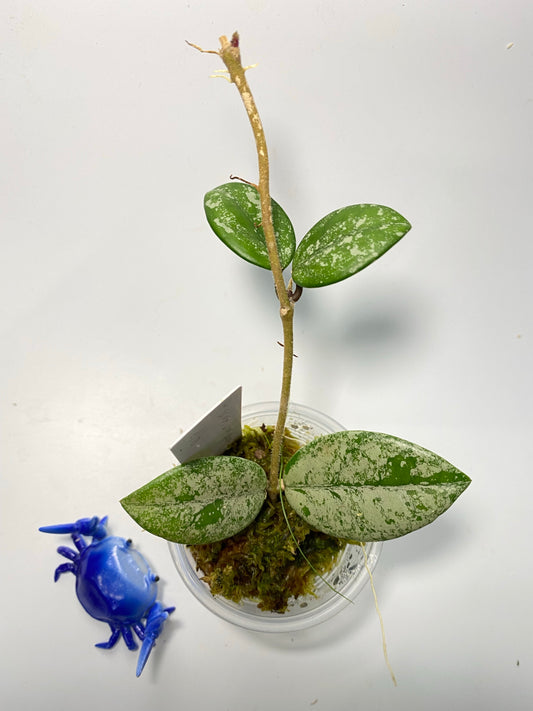 Hoya carnosa Wilbur graves (Russia)- has some roots