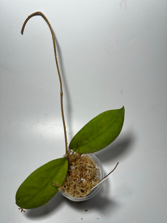 Hoya epc 898 / ut 163 - Unrooted