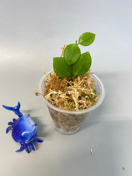 Hoya heuschkeliana pink - has some roots