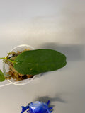 Hoya buotii sunrise - has some roots
