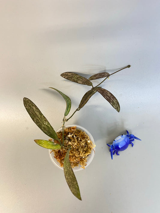 Hoya sigillatis - starting to root