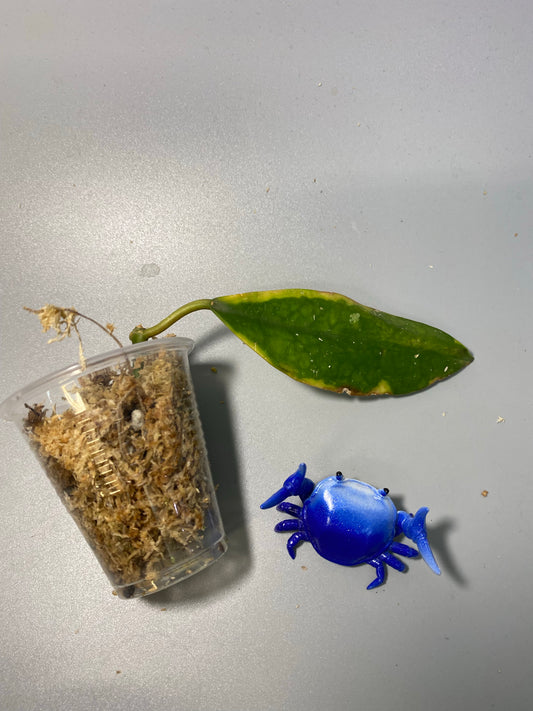 Hoya diversifolia albomarginata - unrooted