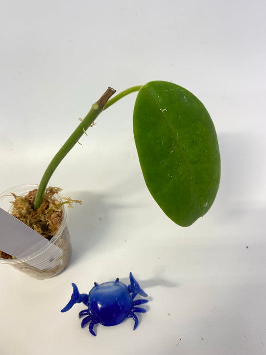 Hoya cv Monette - has roots