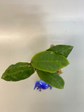 Hoya Patricia - Darwinii x Elliptica - has active growth