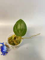 Hoya BP01 - has some roots
