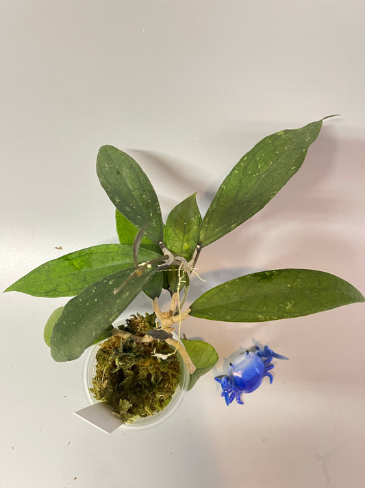 Hoya finlaysonii - active growth