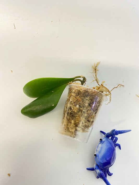 Hoya Lucardenasiana - Unrooted