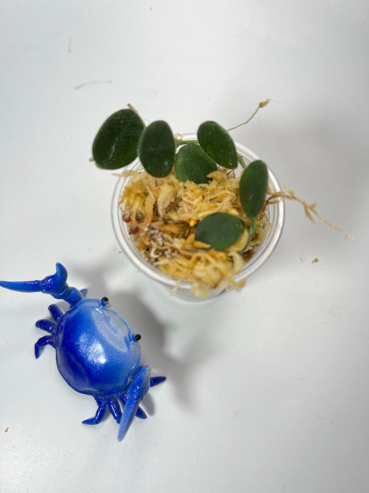 Hoya serpens -  Unrooted