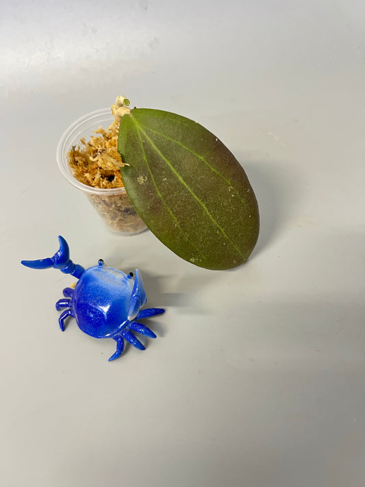 Hoya bhutanica - Unrooted