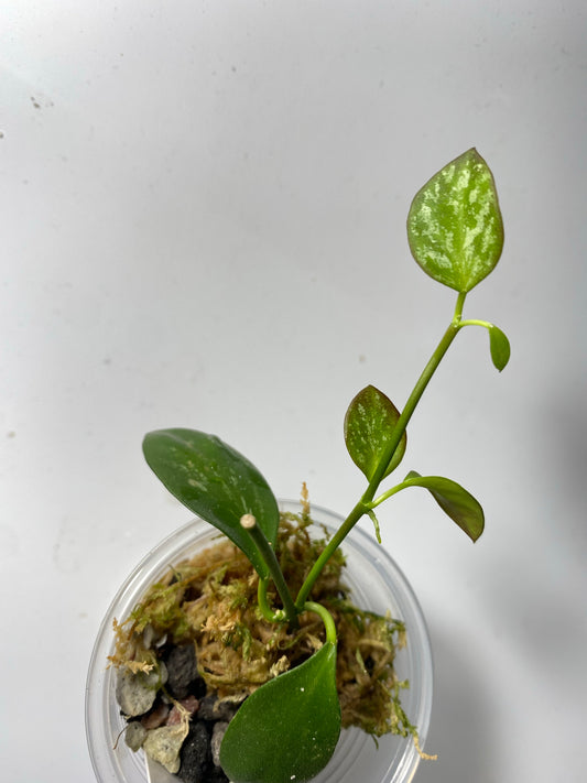 Hoya ir26 - active growth