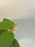 Hoya cumingiana - active growth
