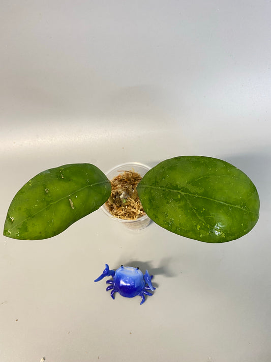 Hoya nathalie (erythrostemma x Joy) - unrooted