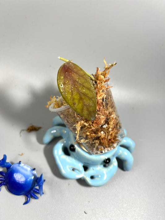 Hoya minahassae - Unrooted