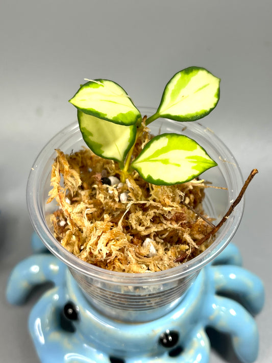 Hoya heuschkeliana variegated - Unrooted