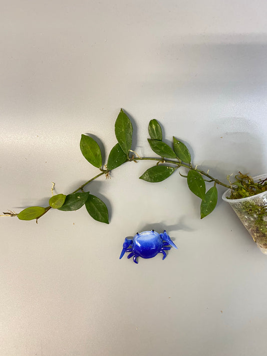 Hoya Rebecca - active growth