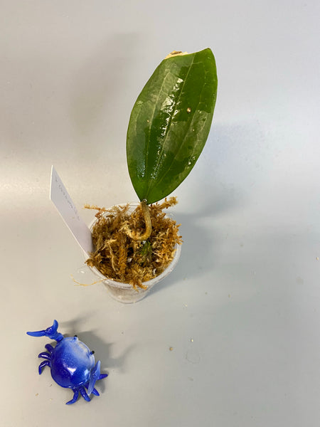 Hoya cinnamomifolia - Unrooted