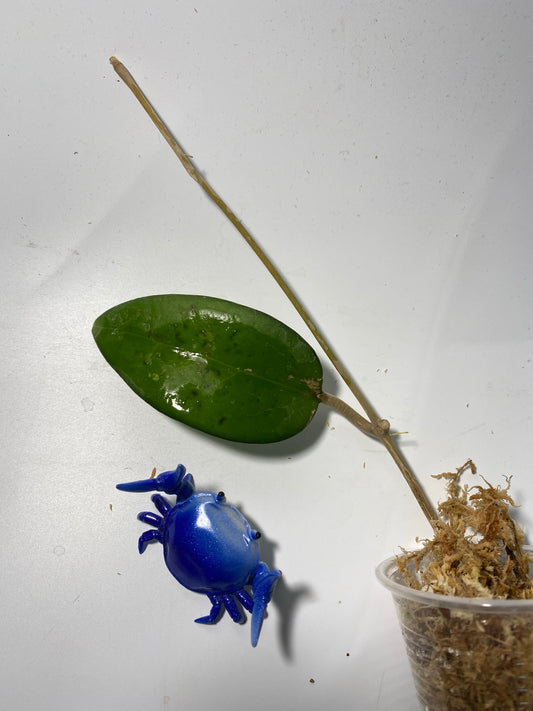 Hoya fusco marginata - unrooted