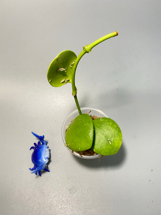 Hoya Kastbergii - starting to root