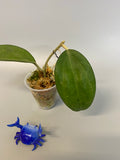 Hoya patcharawalai / Icensis - rooted