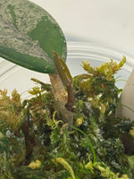 Hoya carnosa Wilbur graves - active growth