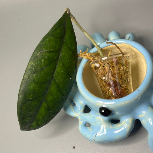 Hoya epc - etga - Unrooted