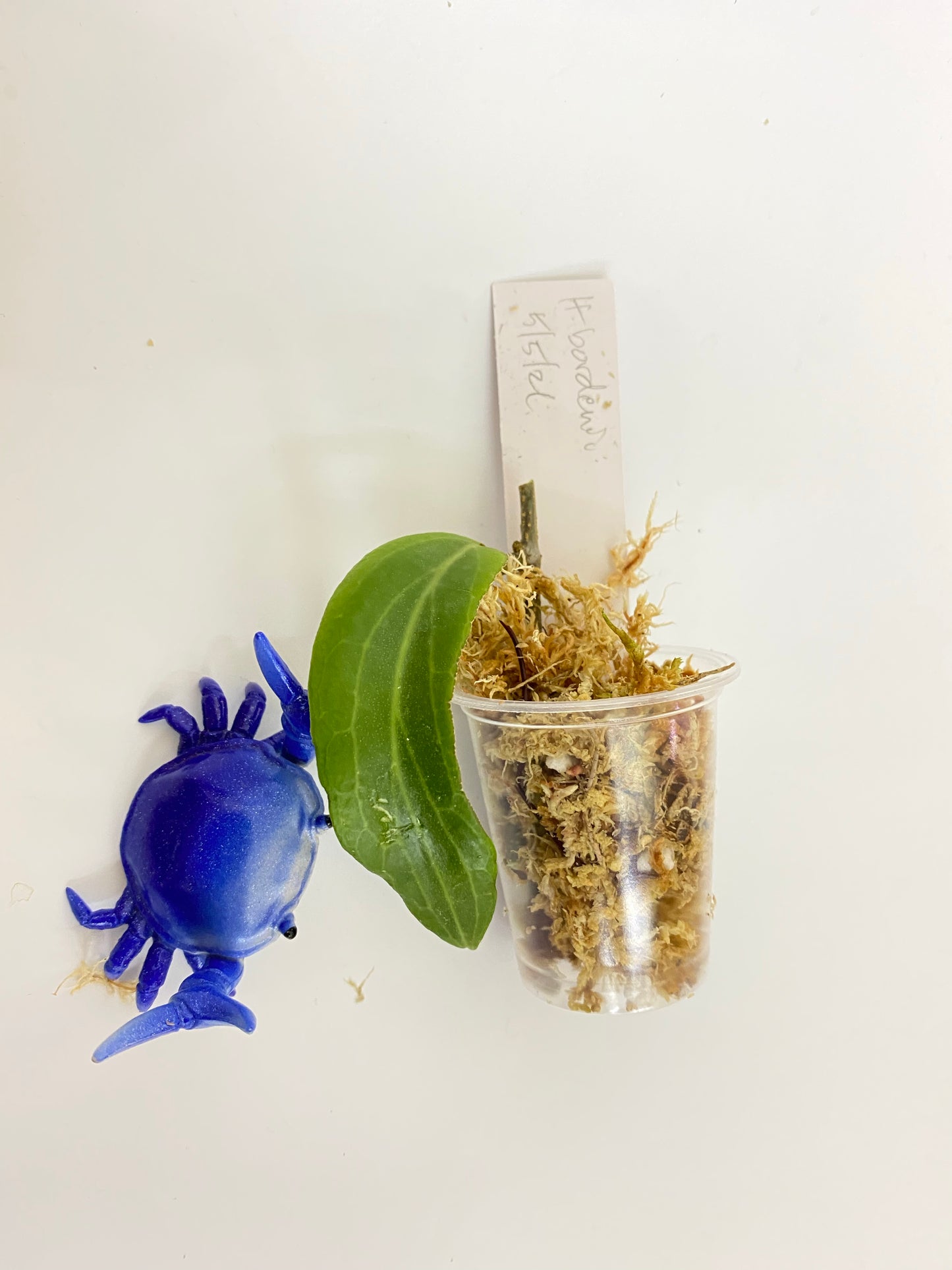 Hoya bordenii - starting to root