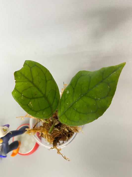 Hoya EPC 1002 (vitellina x finlaysonii)