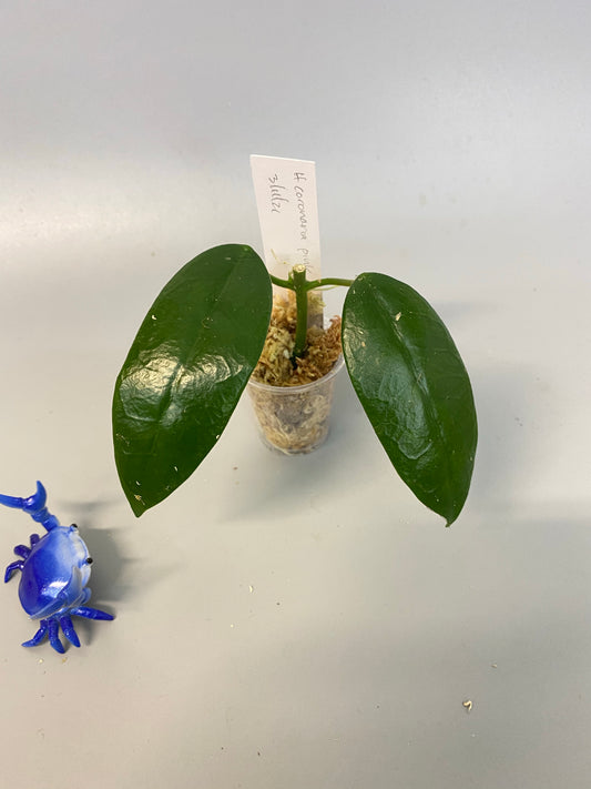 Hoya coronaria pink -has some roots