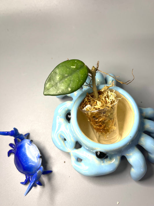 Free addon - Hoya carnosa Wilbur graves (Russia) - Unrooted