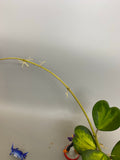 Hoya kerrii reverse variegated / inner - has roots