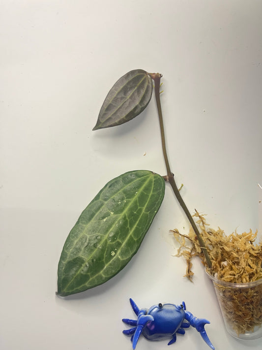 Hoya clandestina pink - Unrooted