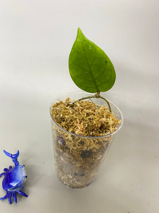 Hoya doitung - unrooted