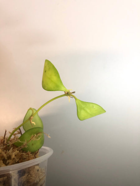 Hoya heuschkeliana - starting to root
