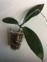 Hoya Benvergarai
