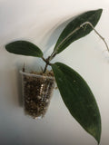 Hoya Benvergarai