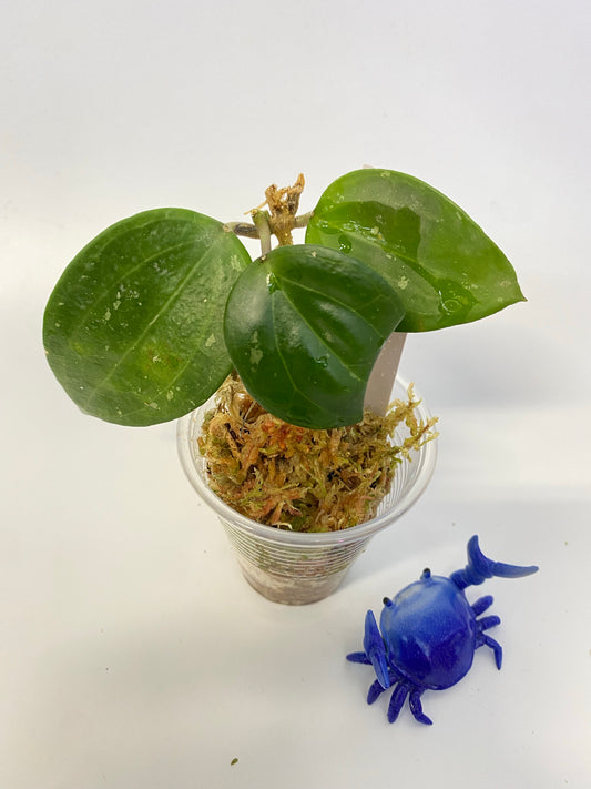 Hoya macrophylla snow queen - rooted