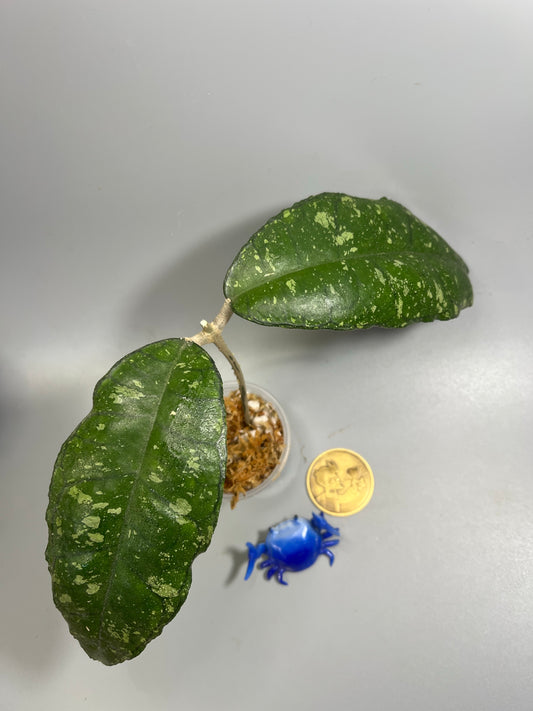 Hoya sp perak Malaysia with splash - Unrooted