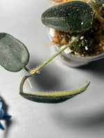 Hoya sp thomsonii - has some roots