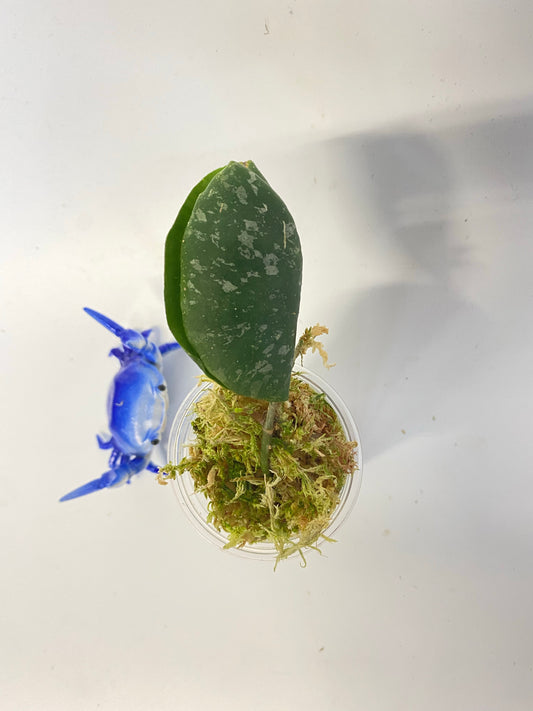 Hoya imbricata - active growth