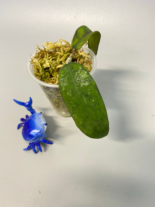 Hoya corneri - actively growing