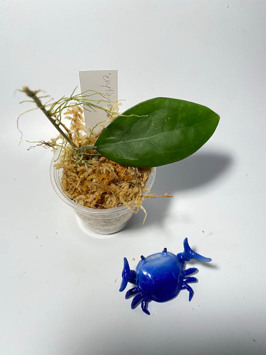 Hoya erythrostemma new - unrooted