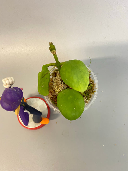 Hoya kastbergii with roots