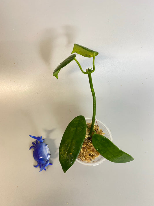 Hoya coronaria pink -starting to root