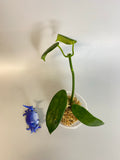 Hoya coronaria pink -starting to root