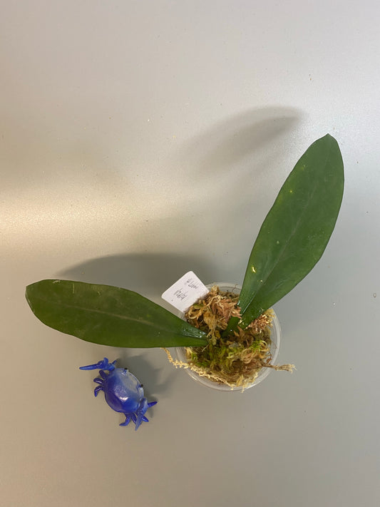 Hoya lobbii - rooted