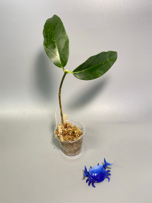 Hoya danumensis - unrooted